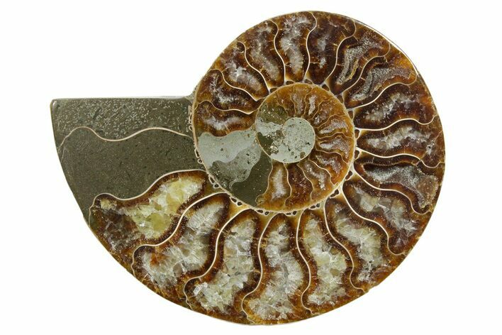 Cut & Polished Ammonite Fossil (Half) - Madagascar #349042